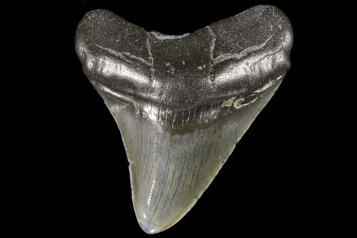 Fossil Megalodon Tooth - Georgia #109350